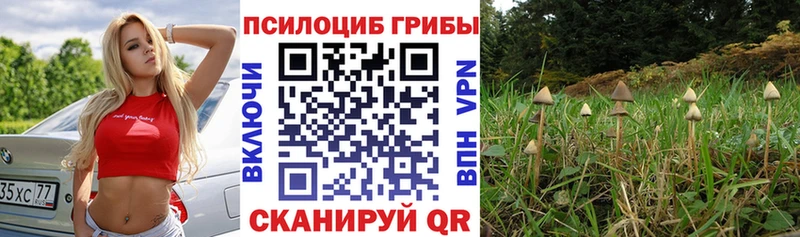 Псилоцибиновые грибы прущие грибы  Купить  Гусиноозёрск 